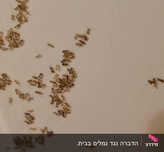 נמלים קטנות על משטח לבן, זקוק להדברה
